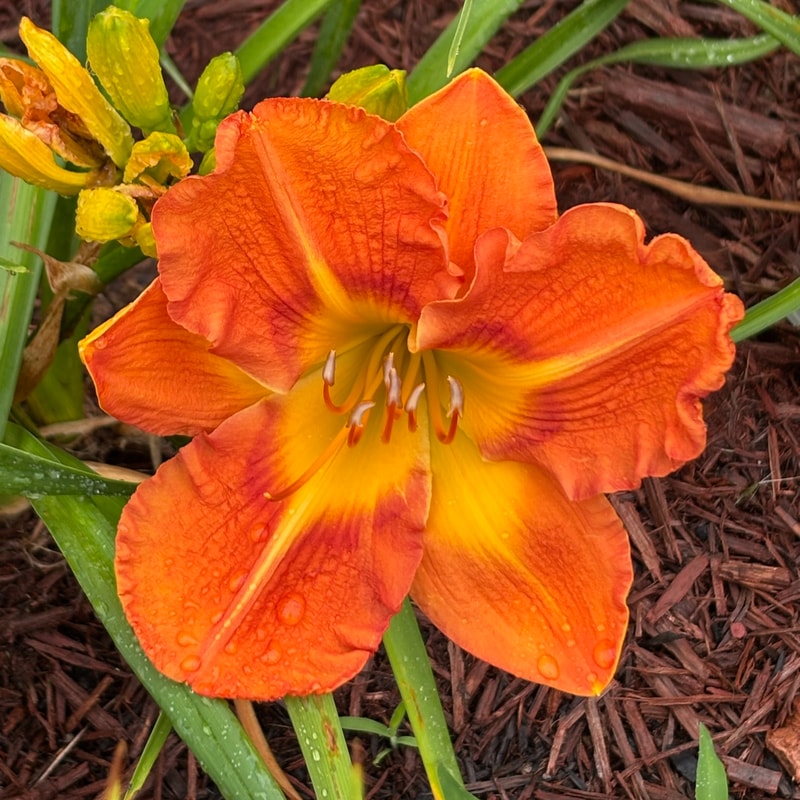 Firecracker Orange daylily bloom