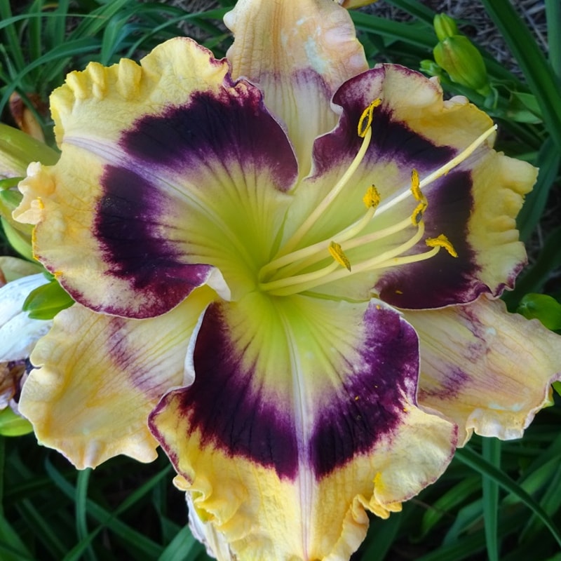 Masked Amigo daylily bloom
