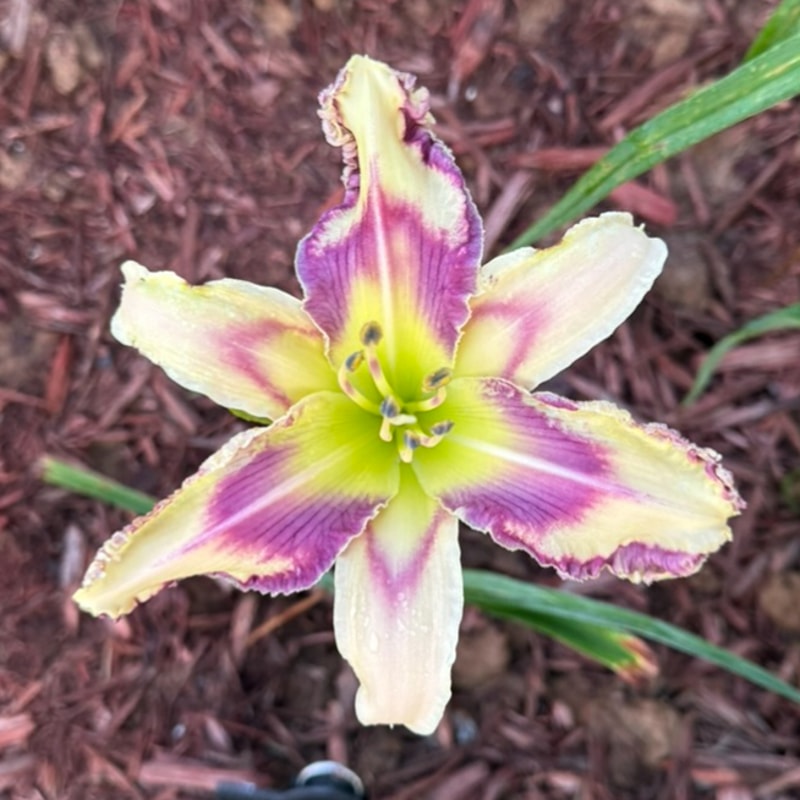 Wintery Mix from Graceful Petals Daylilies