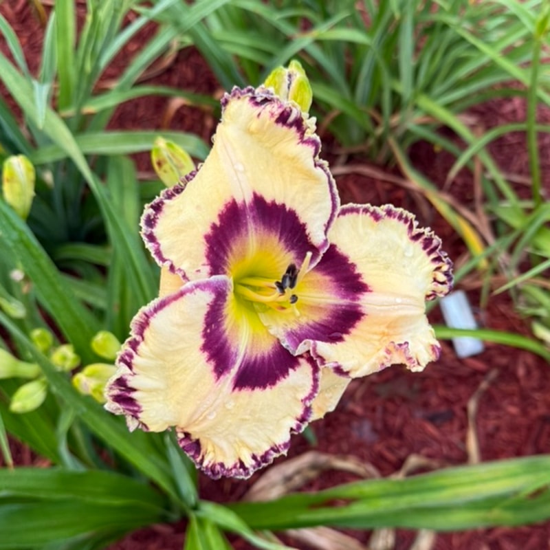 Punxsutawney Phil daylily bloom