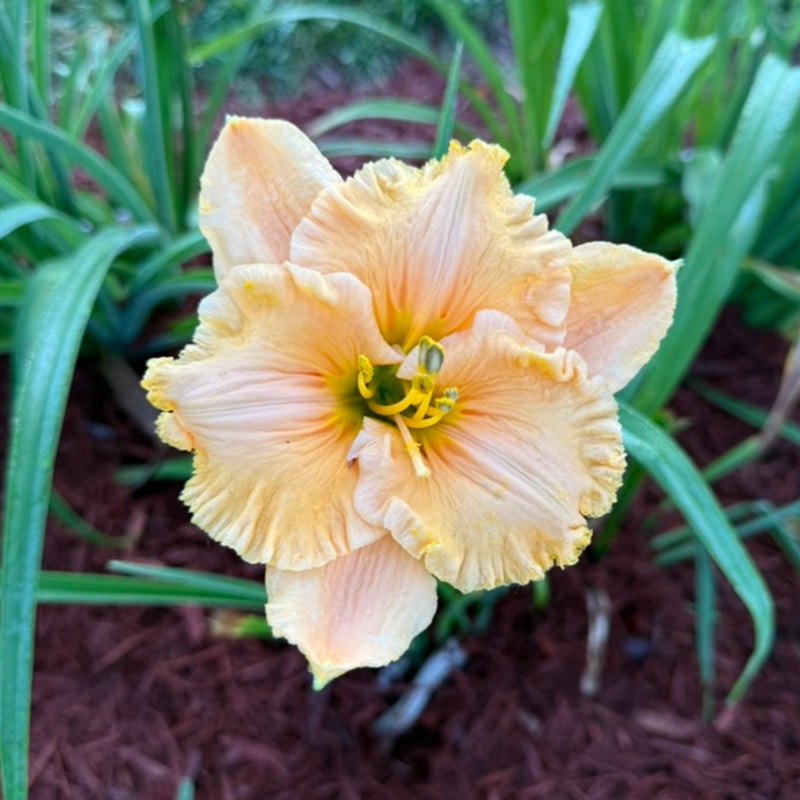 Groovin' daylily bloom