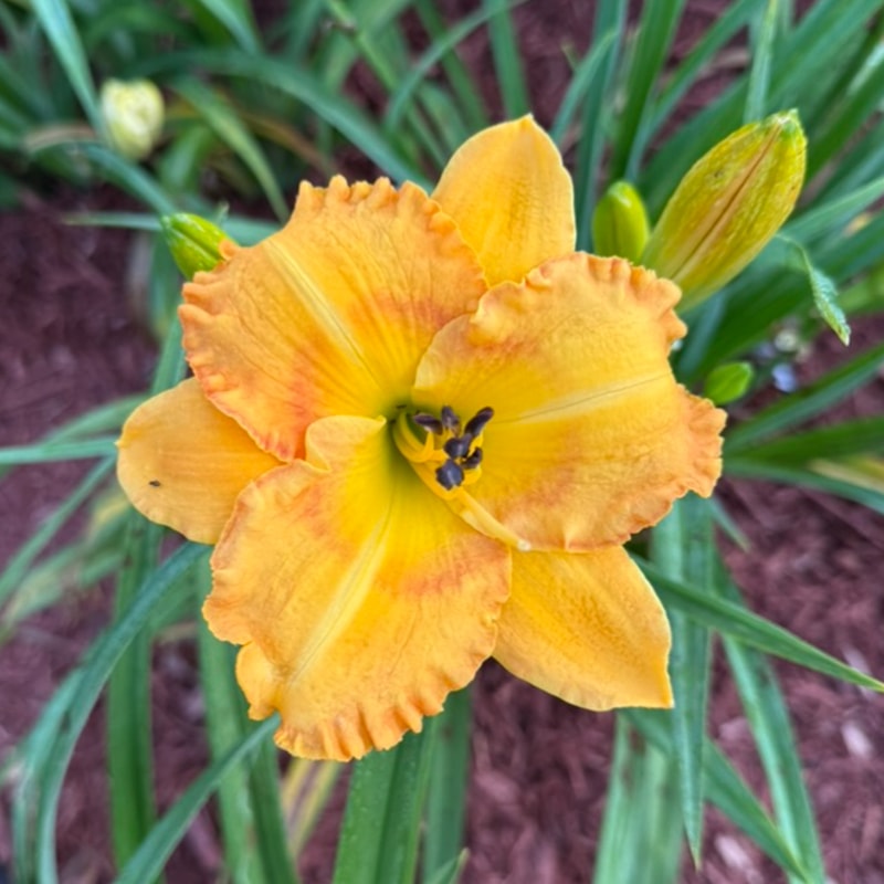 Navel Assault daylily bloom