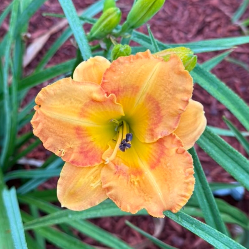 Navel Assault from Graceful Petals Daylilies