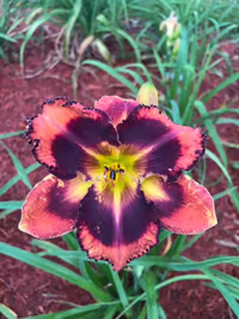 Autumn Concerto from Graceful Petals Daylilies