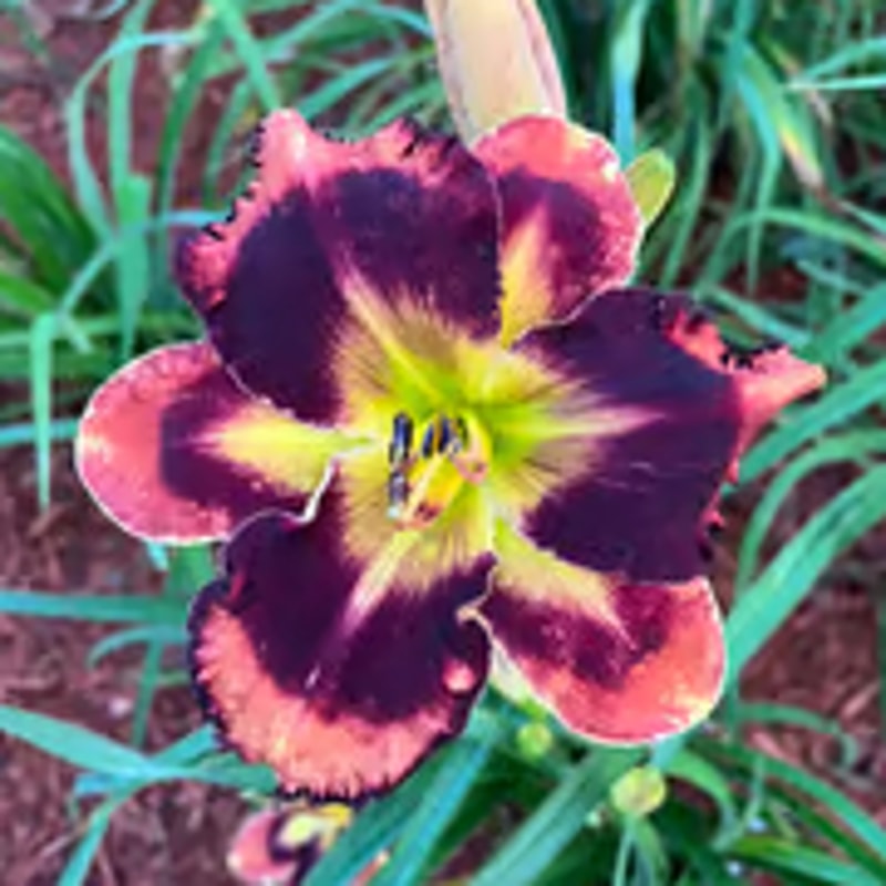 Autumn Concerto daylily bloom