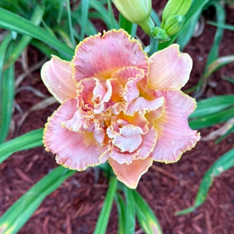 Signature Truffle daylily bloom
