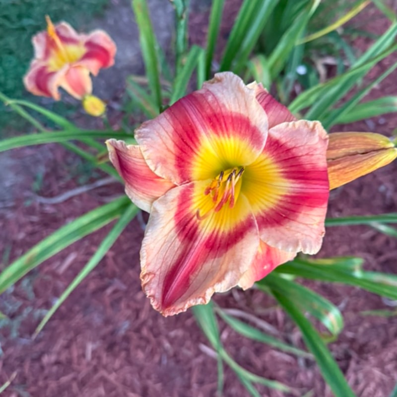 Beaucatcher Mountain from Graceful Petals Daylilies