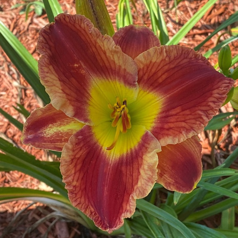 Beaucatcher Mountain from Graceful Petals Daylilies