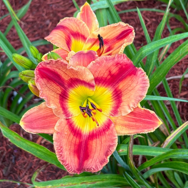 Beaucatcher Mountain daylily bloom