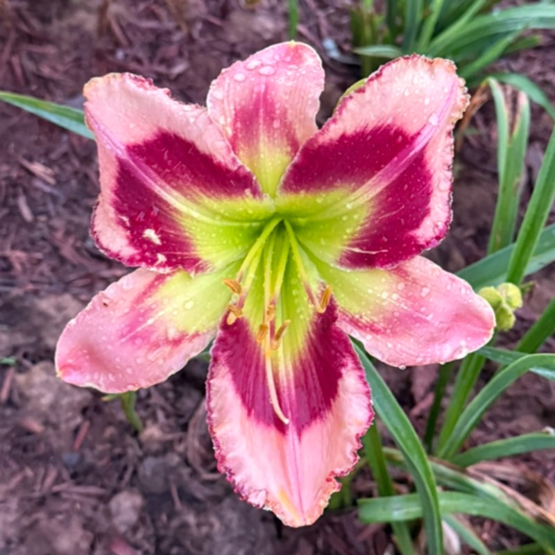 Red Hot Hula-hands daylily bloom