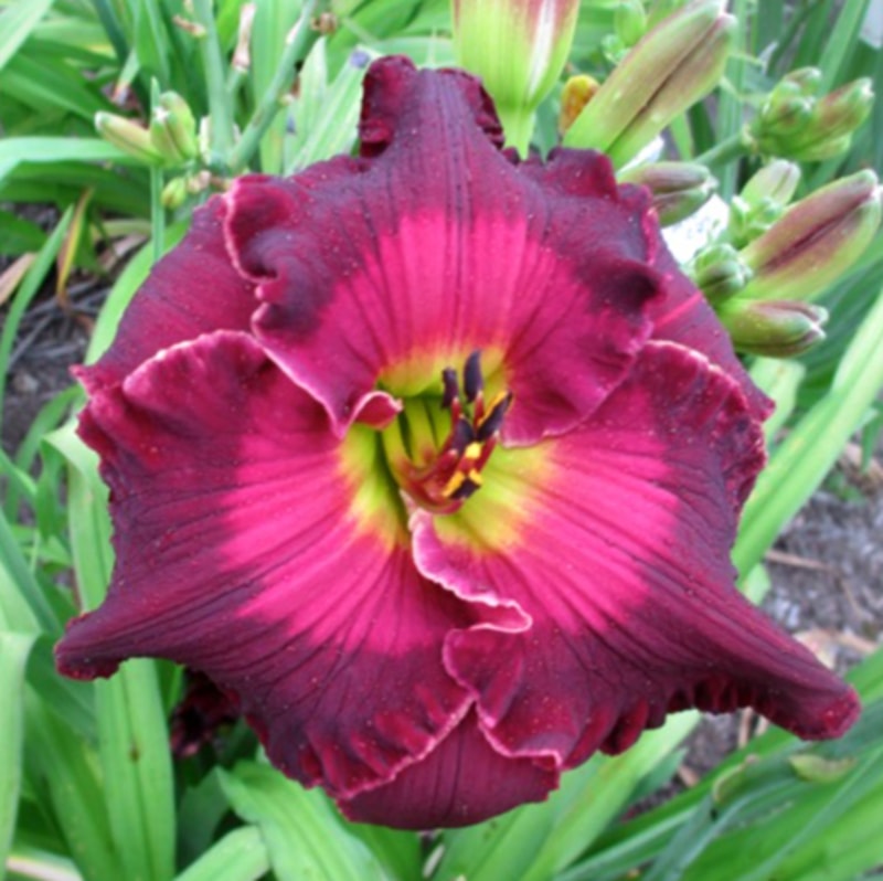 Clash of Absolutes daylily bloom