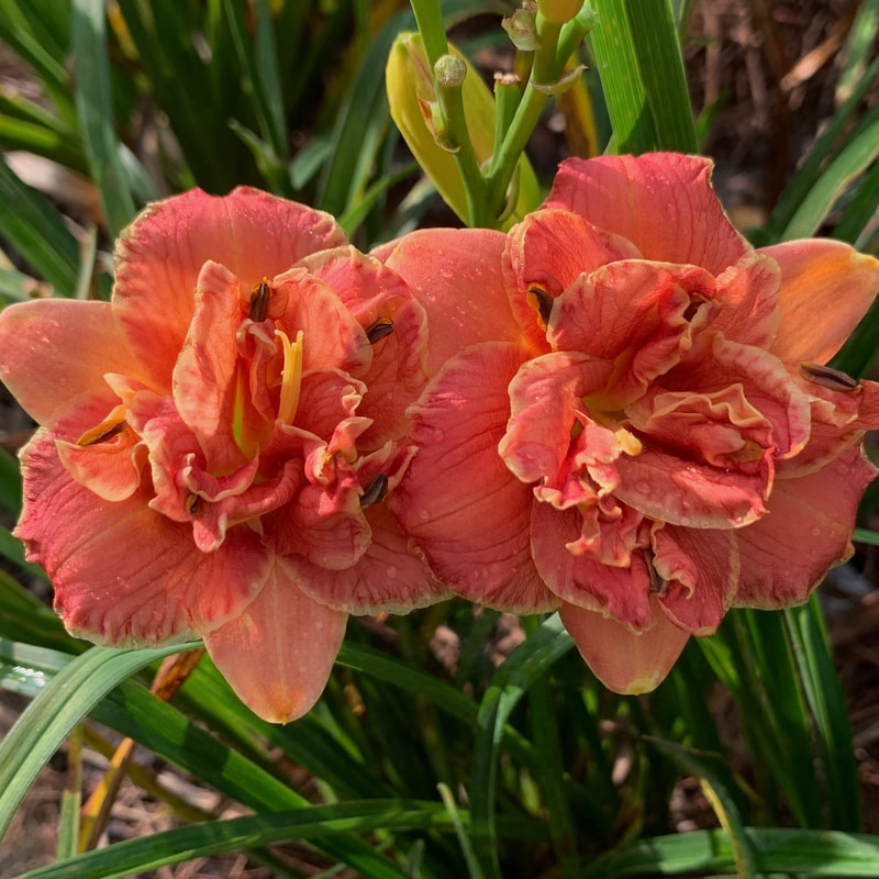 Two To Tango from RollingOaksDaylilies