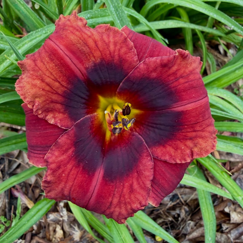 Velvet Eyes daylily bloom