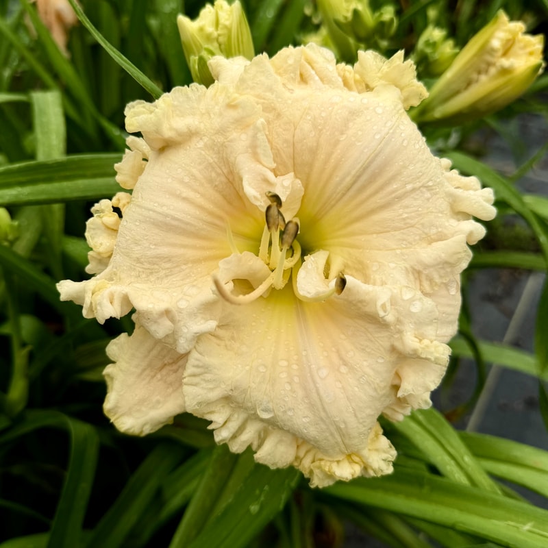 Voila Francois daylily bloom