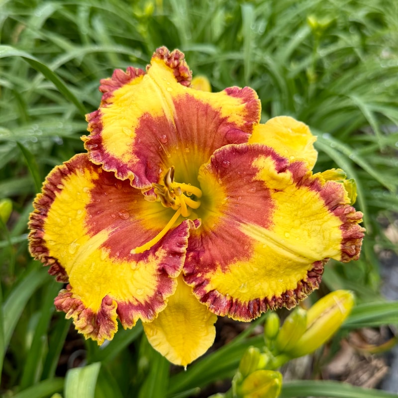 Western Shore daylily bloom