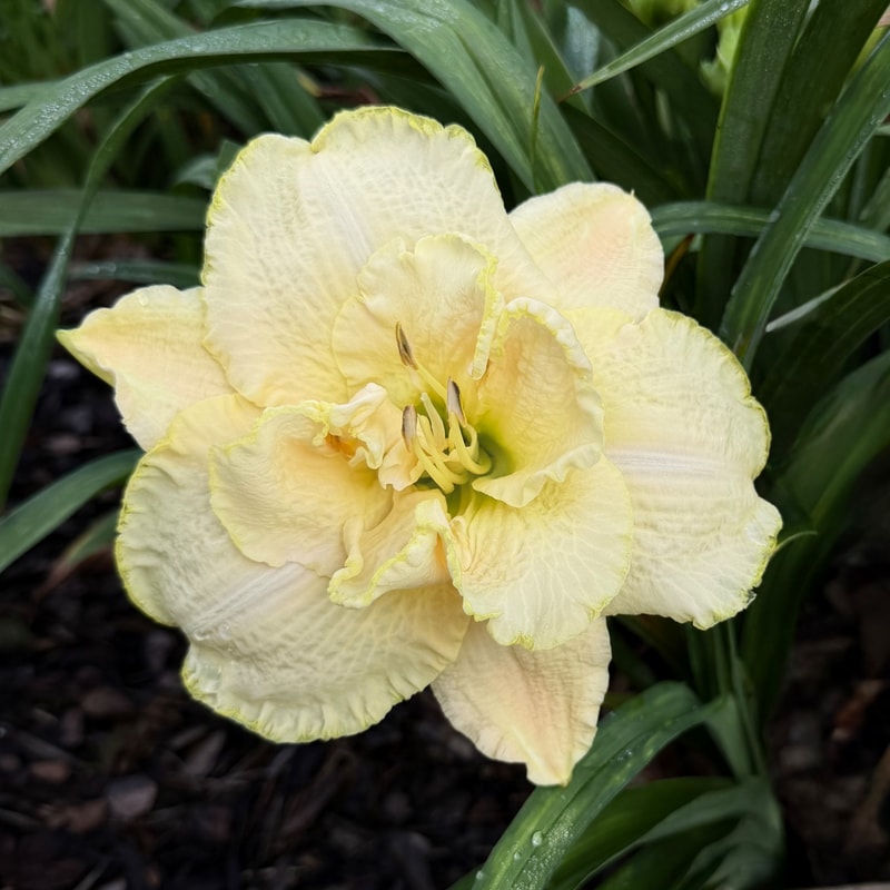 White Renaissance daylily bloom