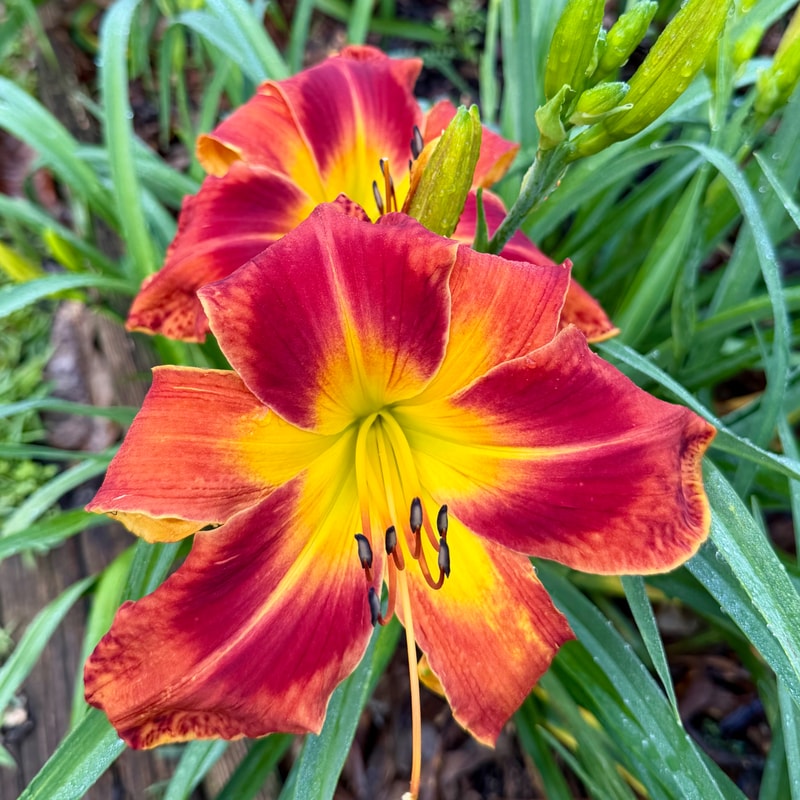 Willa Jean daylily bloom
