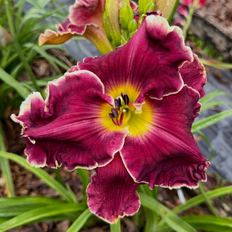 Black Cherry Magnum daylily bloom