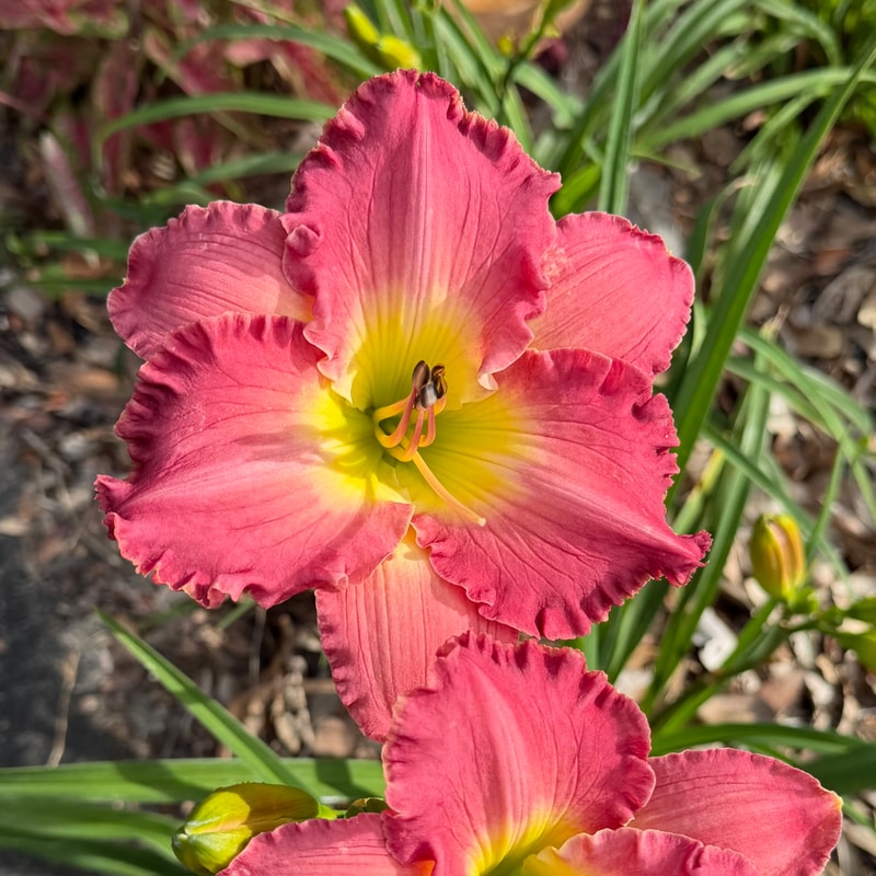 Big Sur daylily bloom
