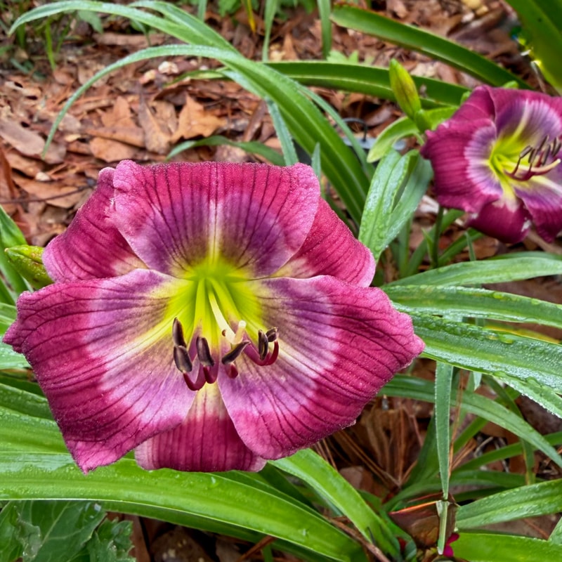 Time Tested daylily bloom
