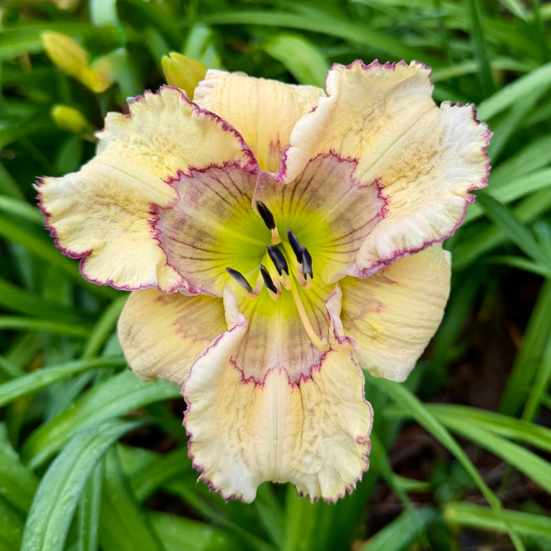 Surreality daylily bloom