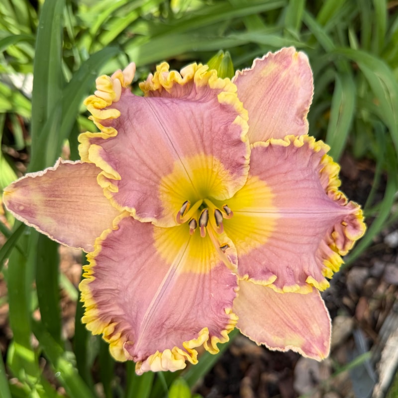 Carolyn Mann daylily bloom