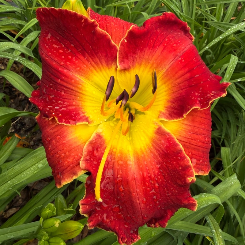 Colonel Jim Scheurich daylily bloom