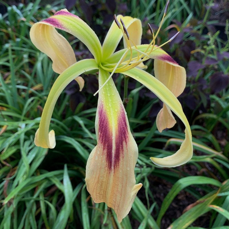 Aldersgate daylily bloom