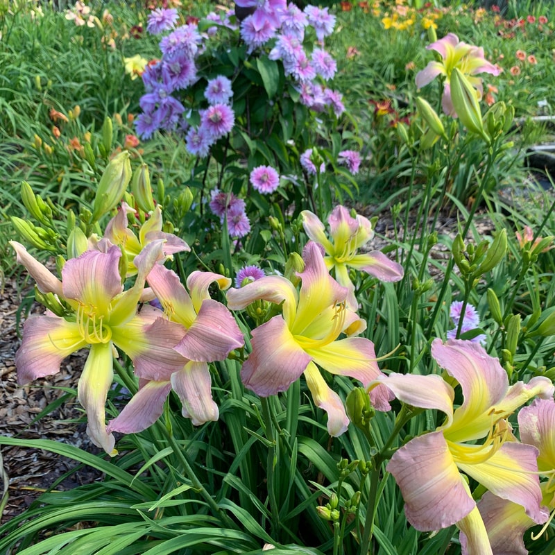 Dancing Summerbird from RollingOaksDaylilies