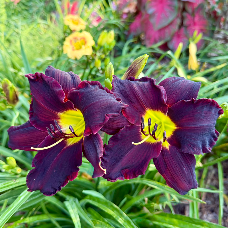 Dark Storm from RollingOaksDaylilies