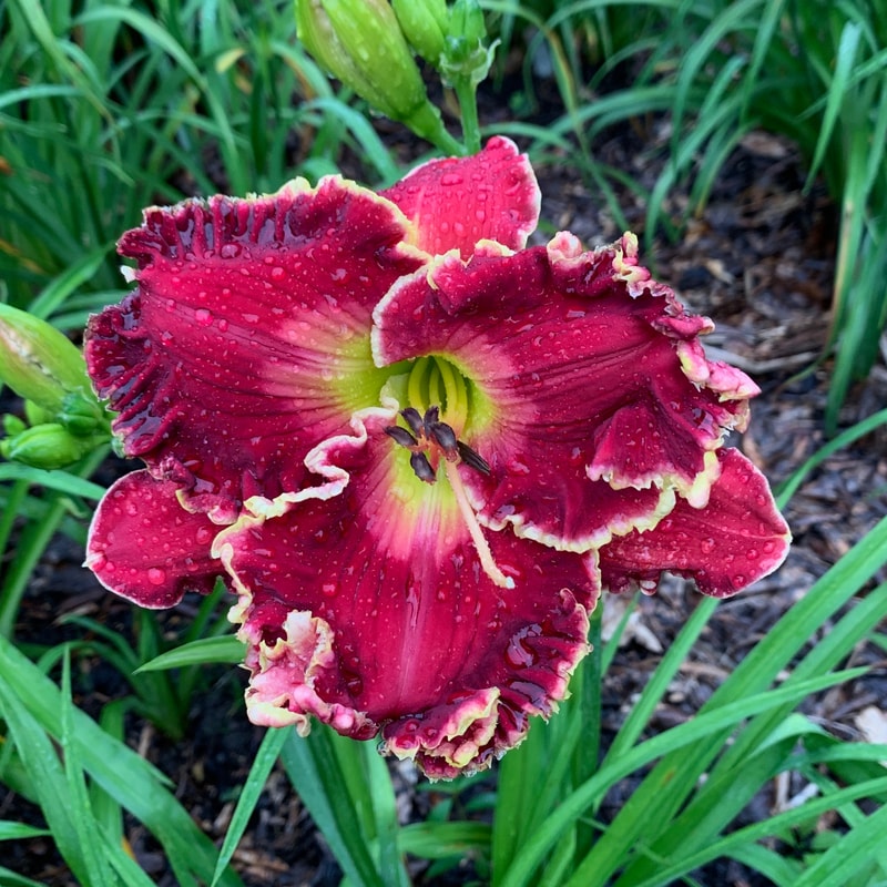 Spacecoast Satisfaction from RollingOaksDaylilies