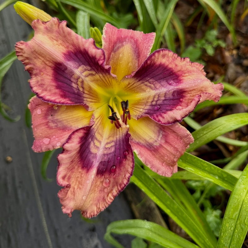 Spacecoast Time After Time daylily bloom