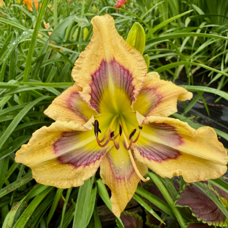 Dragonfly Tattoo daylily bloom