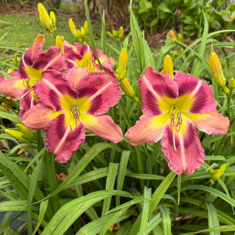 19-4 daylily bloom