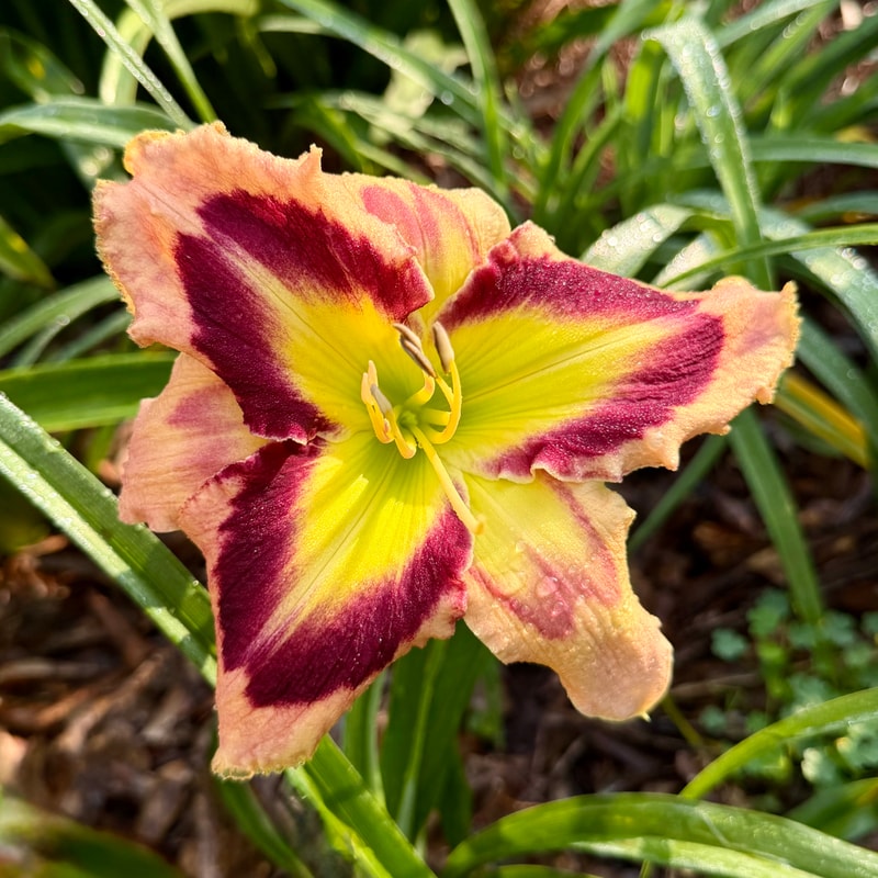 Splash Dance daylily bloom