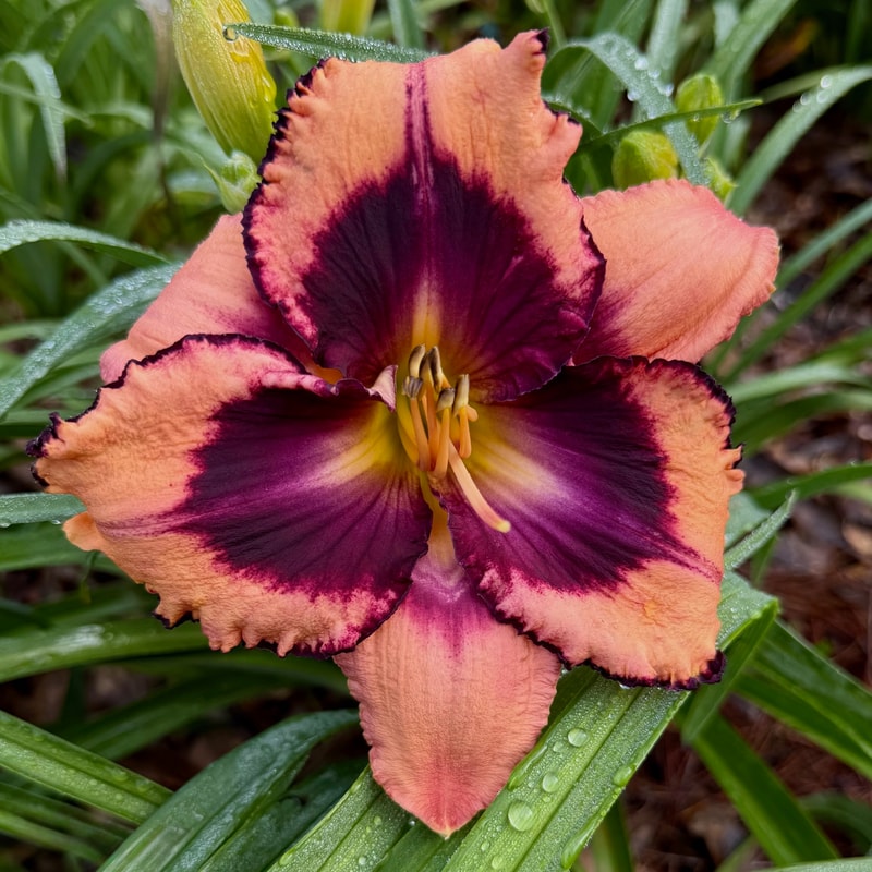 Angels in America daylily bloom