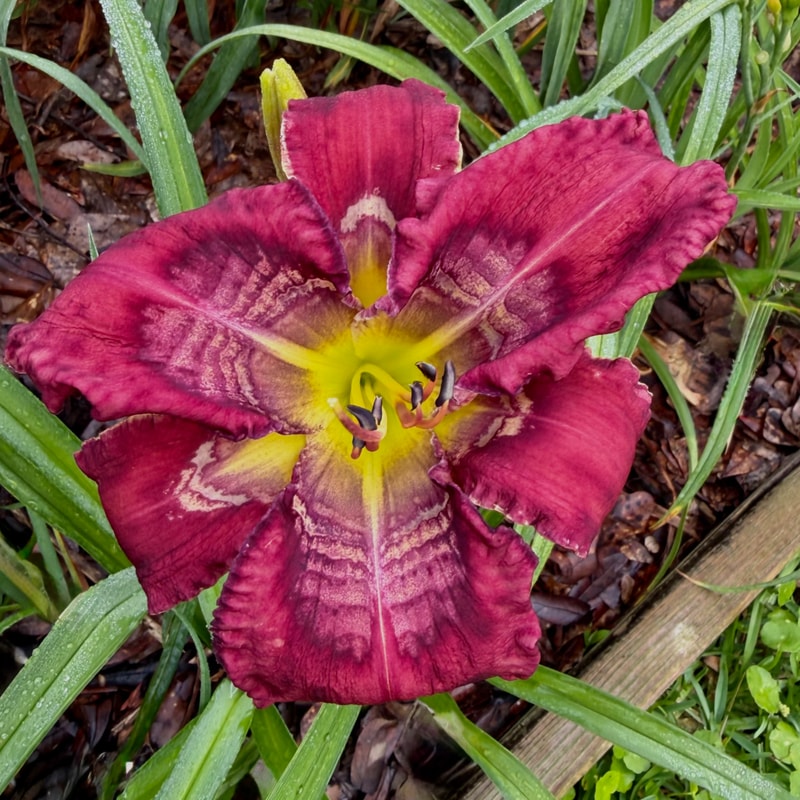 Absolutely Stellar daylily bloom