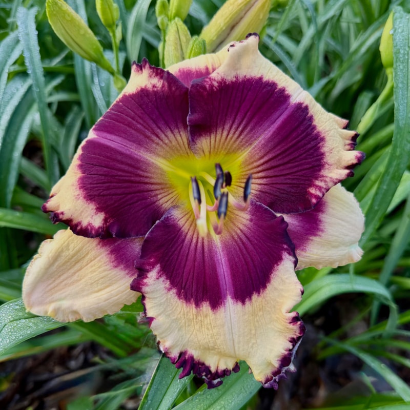 Fly By Midnight daylily bloom