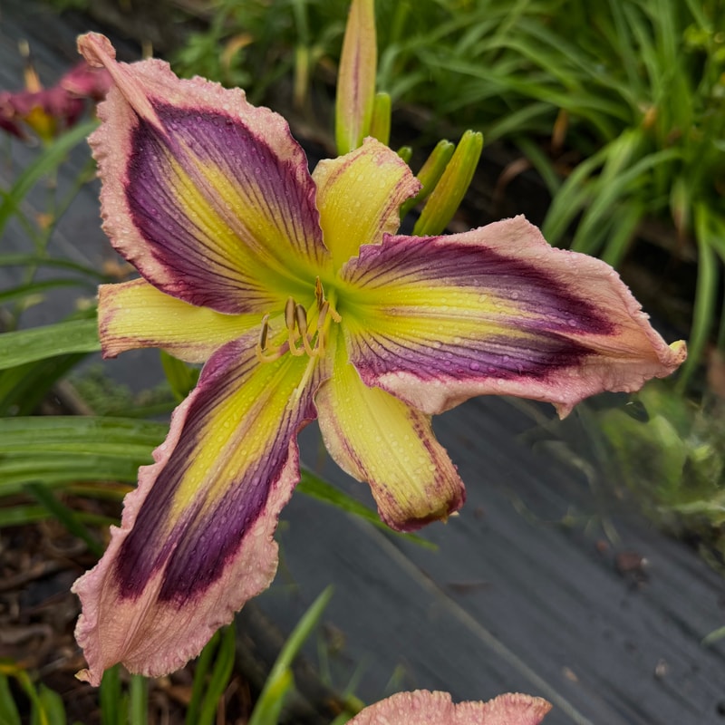 Exotic Starfish daylily bloom