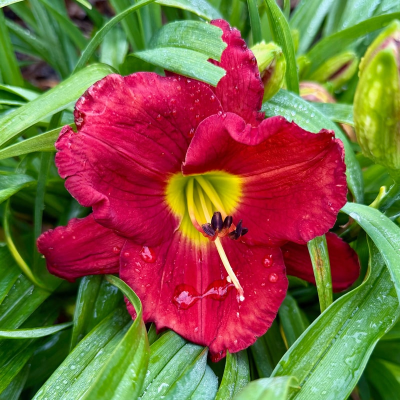 Booger Bottom Blessing daylily bloom
