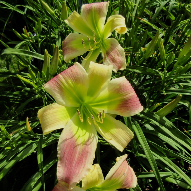 Katisue Herrington from RollingOaksDaylilies