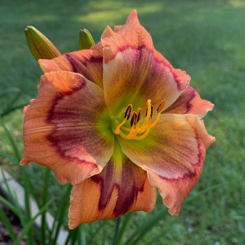 Lillian's Eye Am on Fire from RollingOaksDaylilies