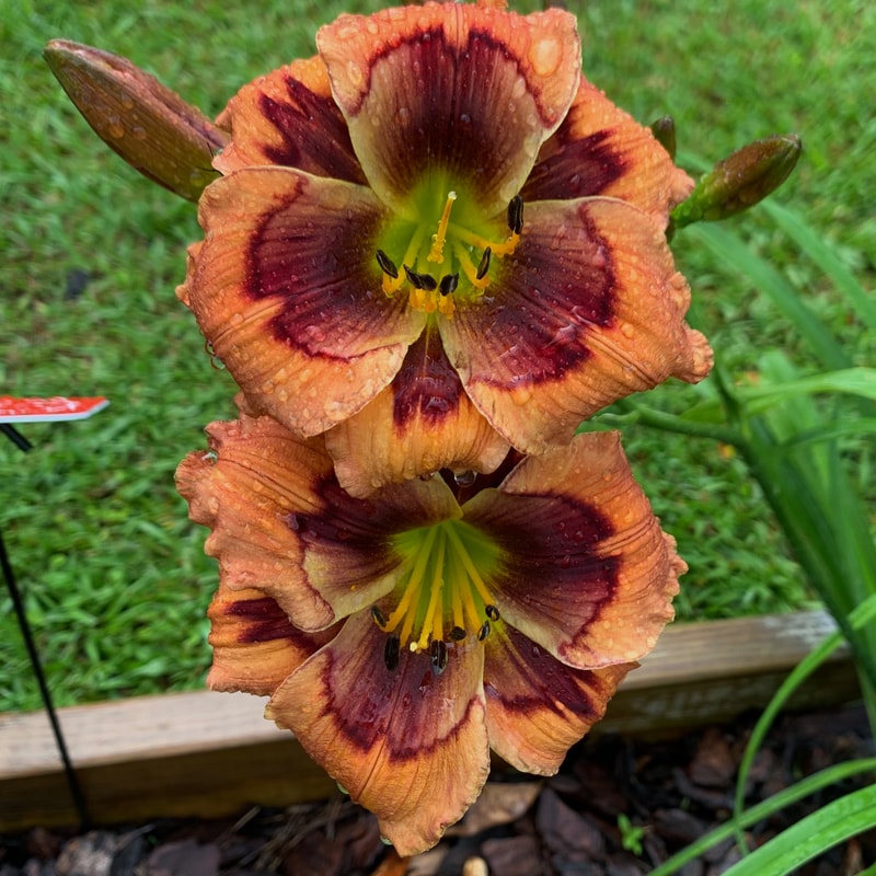 Lillian's Eye Am on Fire daylily bloom