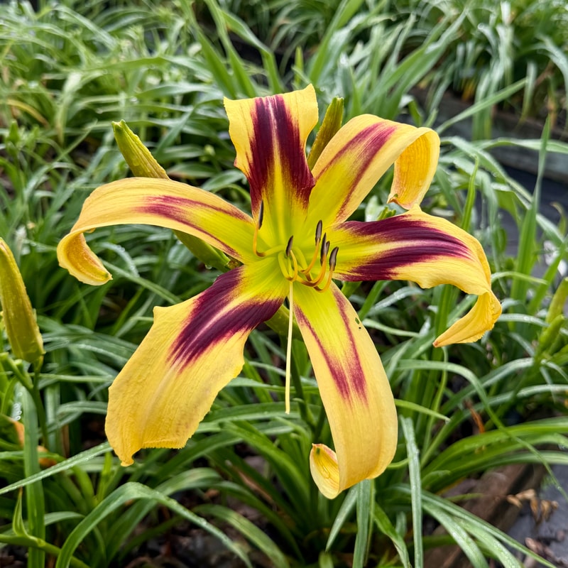 Free Wheelin' daylily bloom