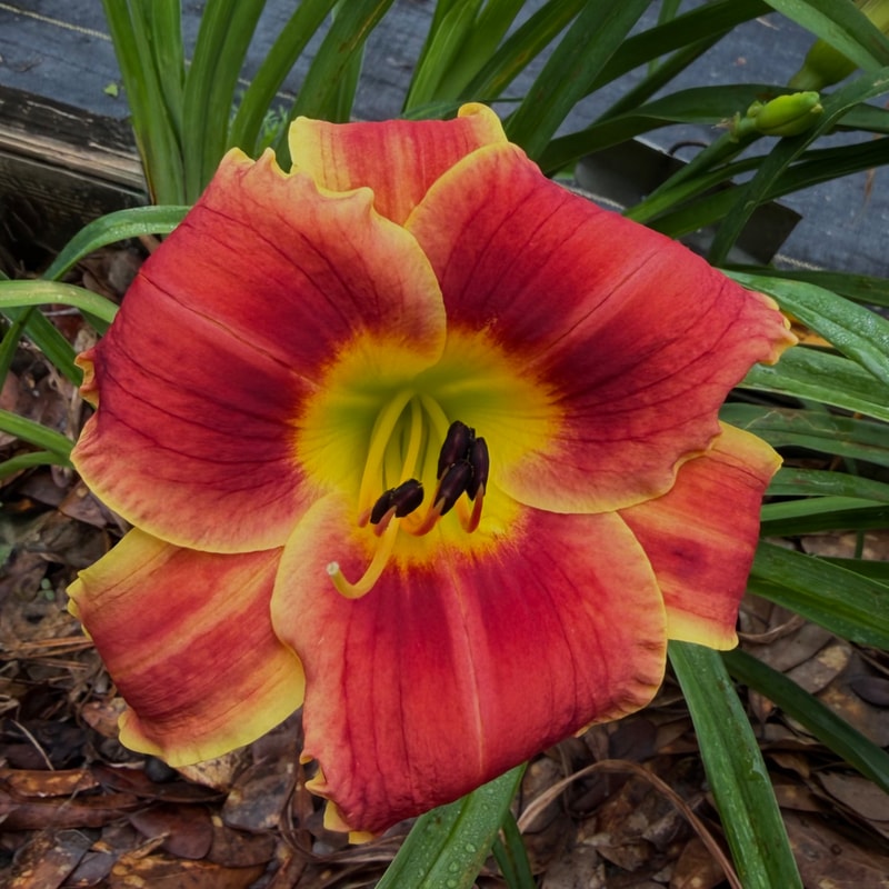 Geneva Firetruck daylily bloom