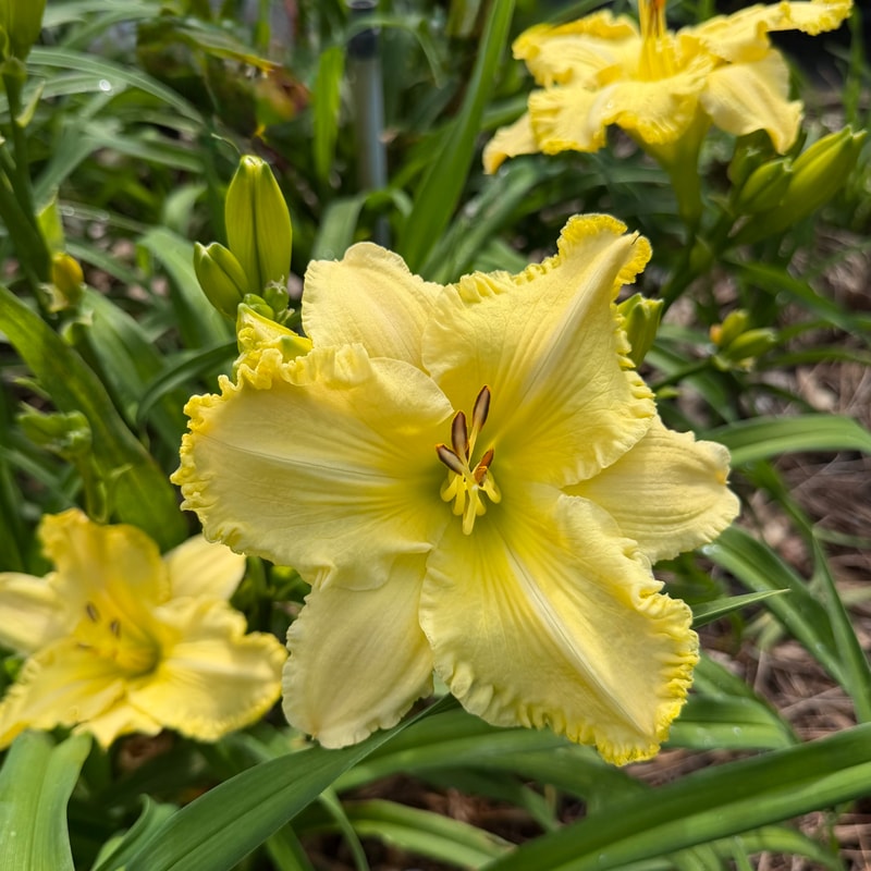 Grand Marshal daylily bloom