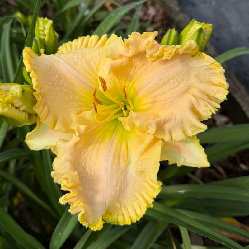 Great American Pie Pan daylily bloom