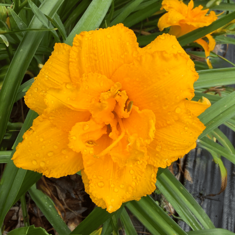 Condilla from RollingOaksDaylilies