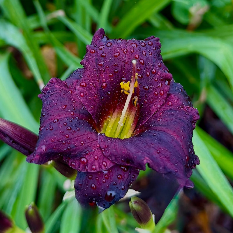 Lil' Black Buds daylily bloom
