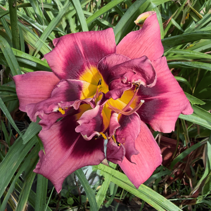 Double Berry Blitz from RollingOaksDaylilies
